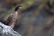 Noor kormoran ehk karbas, Phalacrocorax carbo